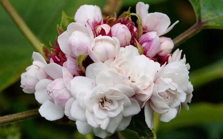 Якій тварині відповідає 1940 за східним календарем і що для нього характерно?