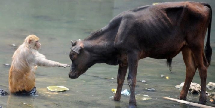 Чоловік Бик: роки народження, характеристика та сумісність