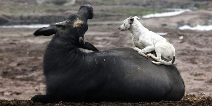 Чоловік Бик: роки народження, характеристика та сумісність