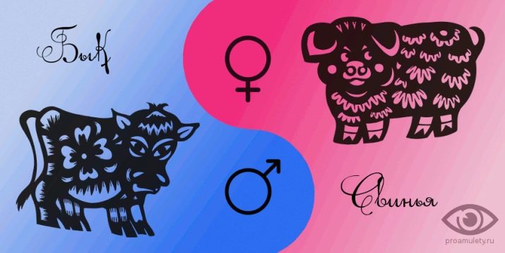 Чоловік Бик: роки народження, характеристика та сумісність