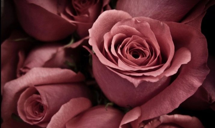 Рожевий колір у психології