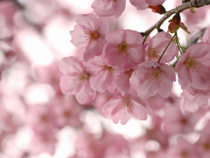 Рожевий колір у психології