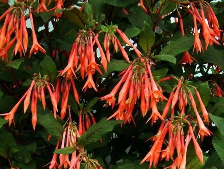 Символіка та мова кольору