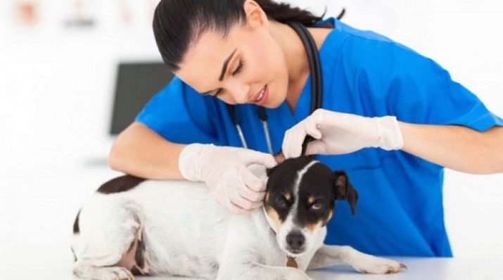 Вплив темпераменту на вибір професії