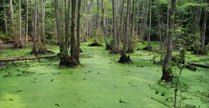 Зелений колір у психології: що означає та символізує?