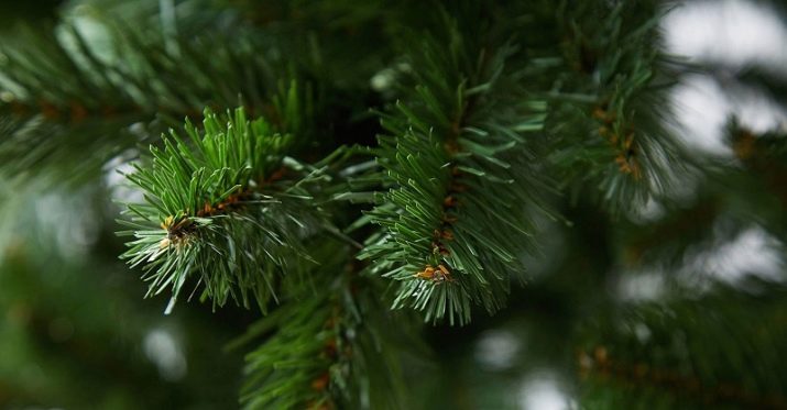 Зелений колір у психології: що означає та символізує?