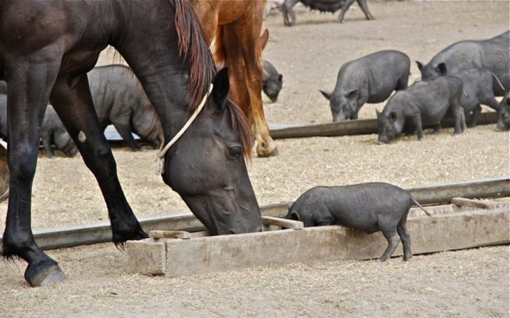 Жінка Кінь: характеристика та сумісність