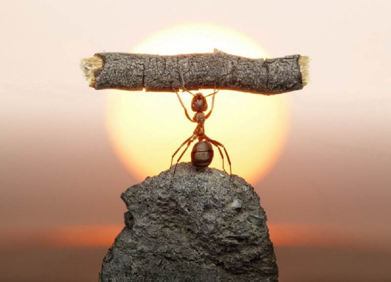 Все про цілеспрямованість