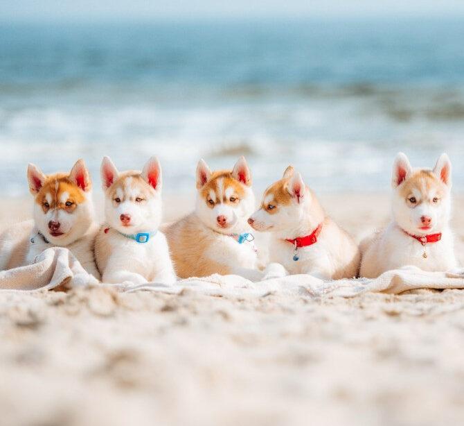 Какую собаку лучше завести