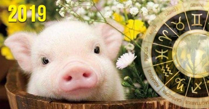 Знак Свині за східним гороскопом: які це були роки та яка характеристика людей?