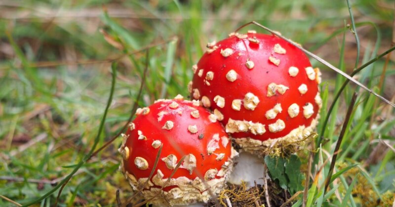 Червоний мухомор