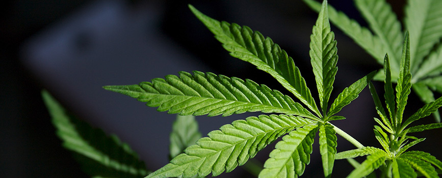 семена конопли от rastaman-seeds