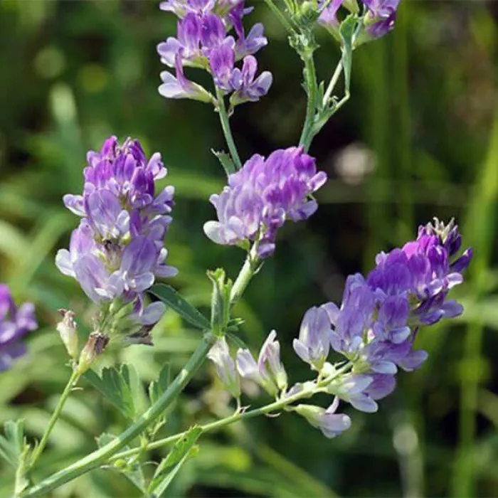 Зеленое удобрение: почему стоит купить сидераты