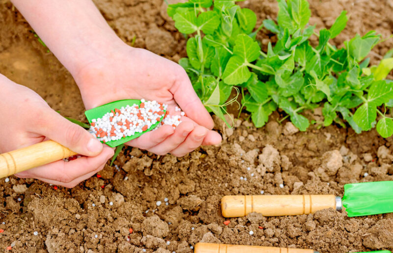 Современные тенденции в выборе семян и удобрений