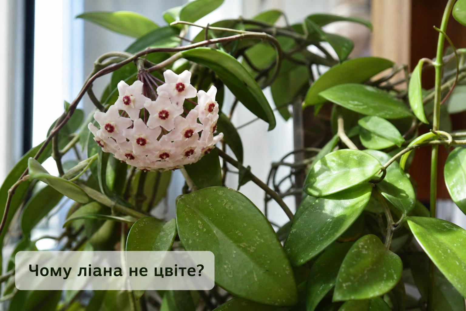 Чому ліана відмовляється квітнути, що робити, основні причини. Висновок Чому ліана відмовляється квітнути, що робити, основні причини. Висновок