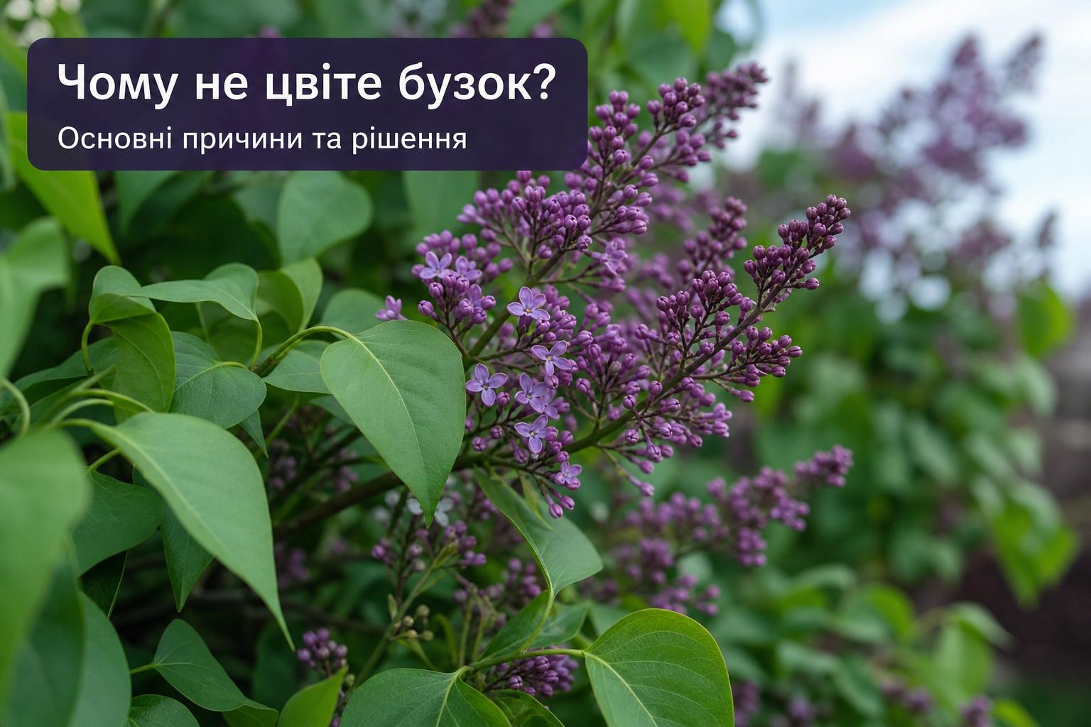 Чому не цвіте бузок, що робити, основні причини. Коротко про часті питання, зібрані у висновки Чому не цвіте бузок, що робити, основні причини. Коротко про часті питання, зібрані у висновки
